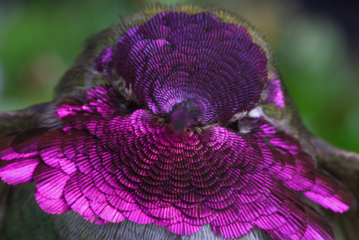 An photo of a hummingbird